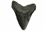 Fossil Megalodon Tooth - South Carolina #297440-1